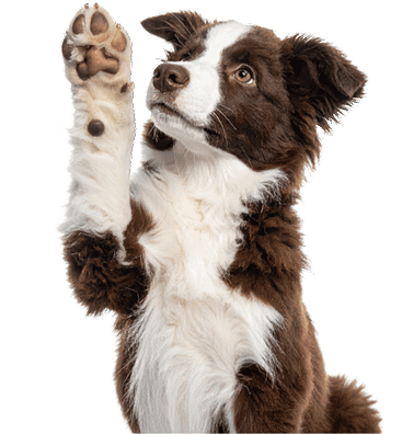 A dog waving hello