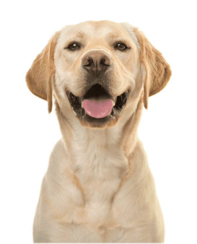 Dog image in Adoptya